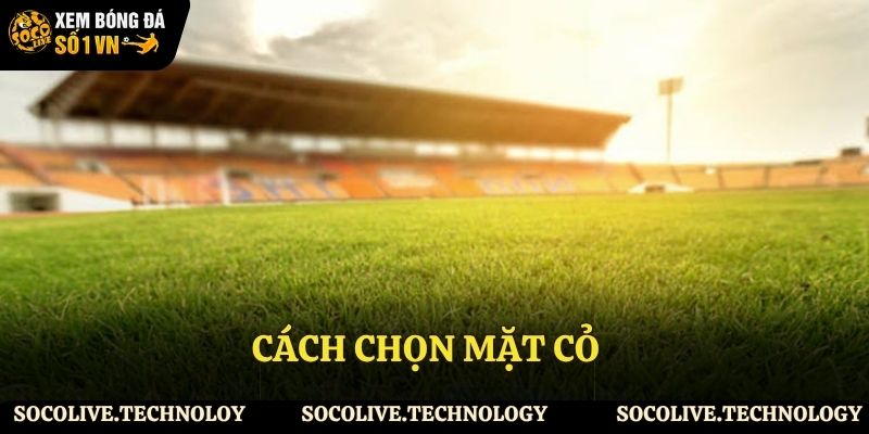 Tiêu chí lựa chọn mặt cỏ