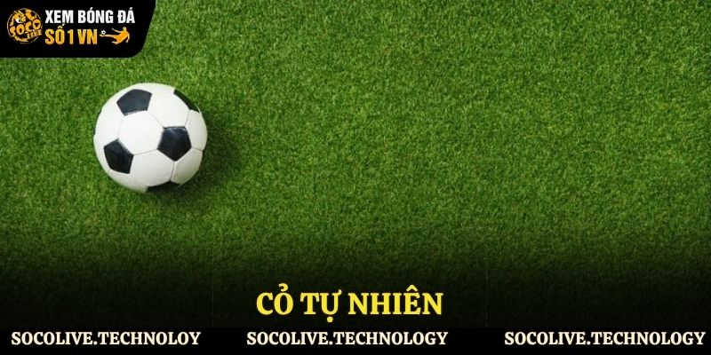 Truyền thống với cỏ tự nhiên