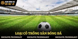 loại cỏ trồng sân bóng đá